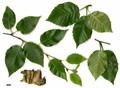 SpeciesSub: subsp. utilis SpeciesSub: subsp. utilis